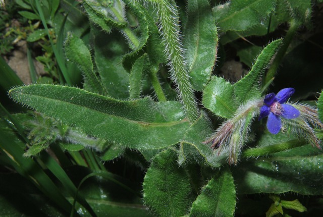 Anchusa azurea